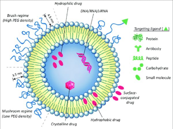 Liposome Structure and Delivery Mechanism