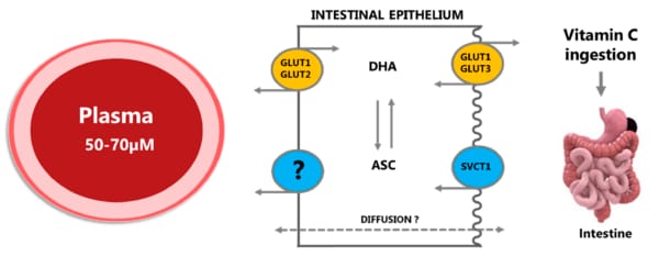 Regular Vitamin C Absorption Challenge